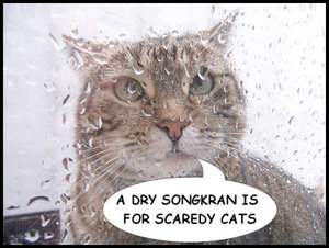 songkran SCAREDY CAT