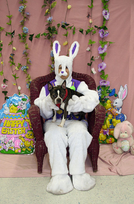 funny bunnies 640 34